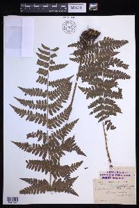 Dryopteris × boottii image