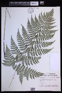 Dryopteris campyloptera image