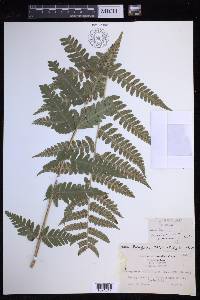 Dryopteris celsa image