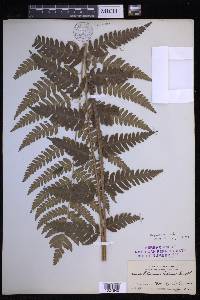 Dryopteris celsa image