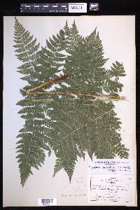 Dryopteris campyloptera image