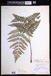 Dryopteris celsa image