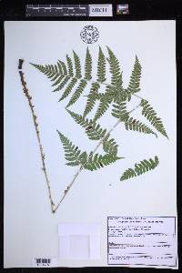 Dryopteris clintoniana image