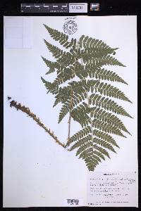 Dryopteris × boottii image