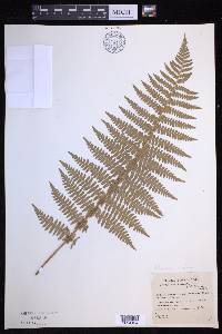 Dryopteris arguta image