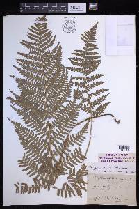 Dryopteris arguta image