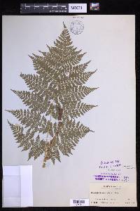 Dryopteris campyloptera image