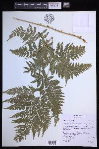 Dryopteris campyloptera image