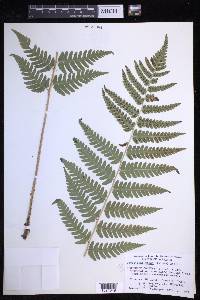 Dryopteris celsa image