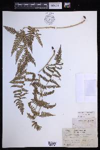 Dryopteris arguta image