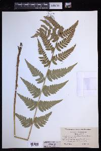 Dryopteris clintoniana image