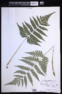 Dryopteris celsa image