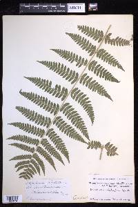 Dryopteris clintoniana image