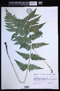 Dryopteris clintoniana image