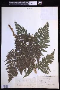 Dryopteris campyloptera image