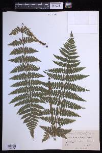 Dryopteris × boottii image