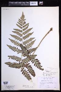 Dryopteris celsa image