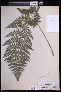 Dryopteris × boottii image