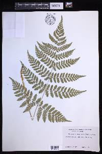 Dryopteris campyloptera image