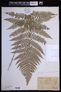 Dryopteris arguta image