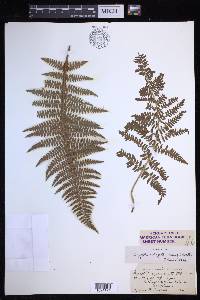 Dryopteris arguta image