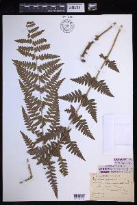 Dryopteris clintoniana image