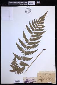 Dryopteris clintoniana image