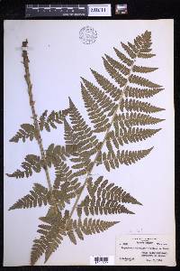 Dryopteris × boottii image