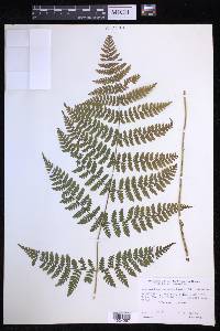 Dryopteris campyloptera image