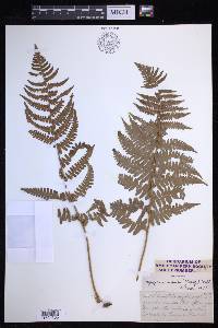 Dryopteris arguta image