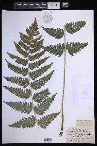 Dryopteris clintoniana image