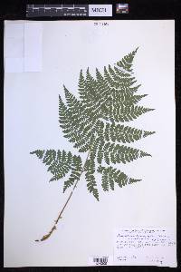 Dryopteris campyloptera image