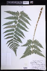 Dryopteris celsa image