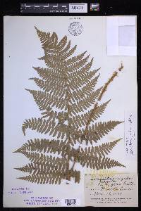 Dryopteris arguta image