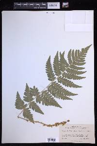 Dryopteris clintoniana image