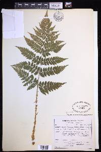 Dryopteris campyloptera image