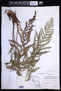 Dryopteris arguta image