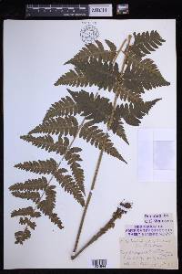 Dryopteris clintoniana image