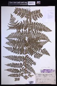 Dryopteris campyloptera image