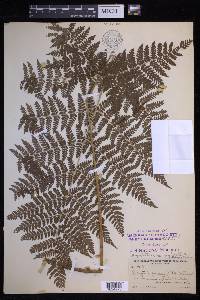 Dryopteris campyloptera image