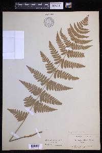 Dryopteris × boottii image