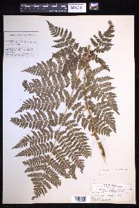 Dryopteris campyloptera image