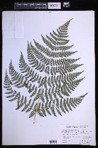 Dryopteris campyloptera image