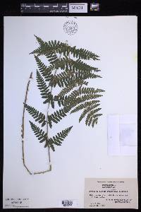 Dryopteris × boottii image