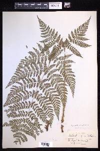 Dryopteris campyloptera image