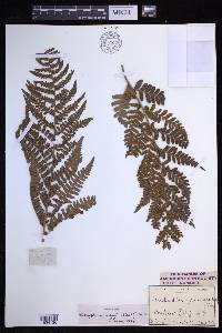 Dryopteris arguta image