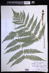 Dryopteris celsa image