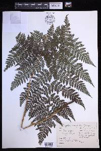 Dryopteris campyloptera image