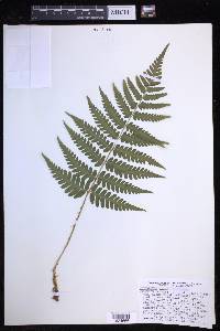 Dryopteris celsa image