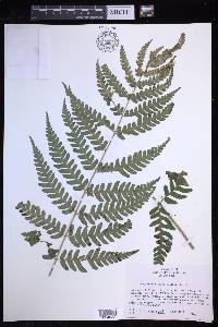 Dryopteris celsa image